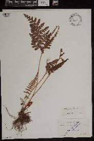 Image result for Anemia angolensis