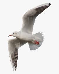 Ken kenny tennyson is the son of ben tennyson and kai green from an alternate timeline.note 1 on his tenth birthday, he received an omnitrix from his father. Flying Seagull Png Transparent Png Transparent Png Image Pngitem