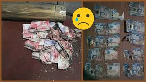 Cara menyimpan uang di celengan bertujuan untuk mengajarkan kepada anak untuk menabung. Uang Yang Disimpan Dalam Tabungan Bambu Dimakan Rayap Netizen Ini Beri Peringatan Tribunnews Com Mobile