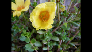 However, it is also an edible and highly nutritious vegetable. Ancient Heirloom Purslane Or Portulaca Medicinal Weeds Portulaca Oleracea Youtube