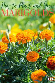 How To Plant And Grow Marigolds In 2021 Growing Marigolds Planting Marigolds Summer Vegetables Garden