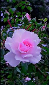 I Am A Rose 1 Solomons Song Of Songs In 2020 Beautiful Rose Flowers Beautiful Pink Roses Beautiful Pink Flowers