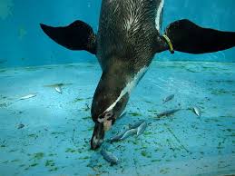 Emperor penguins are highly sensitive to climate change. A To Z Kids Stuff Penguin Theme For Children