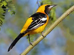 Birds That Look Like Orioles Similar Species To Hooded Oriole All About Birds Cornell Lab Of Ornithology In 2020 Orioles Dog Photograph Species