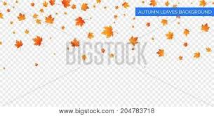 Download this thanksgiving background of stylized autumn leaves for greeting cards vector illustration now. Autumn Falling Leaves Vector Photo Free Trial Bigstock