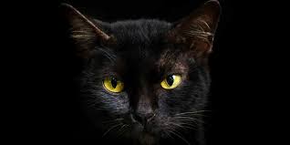 ‪Why Black Cats Are Associated With Halloween and Bad Luck‬‏