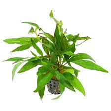 Image result for Hygrophila spiciformis