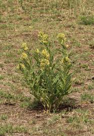 Image result for Xysmalobium