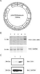 The following image below is a display of images that come from various sources. Characterization Of Dck Umk Expressing Vector A Schematic Dna Map Download Scientific Diagram