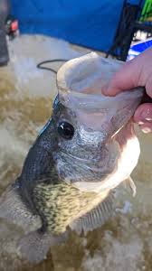 What pool is Clinton