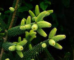 We did not find results for: Plant Abies Pinsapo Aurea Gardensonline