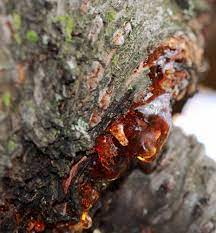 Cause thyrostroma carpophilum (formerly wilsonomyces carpophilus), a fungus typically attacking the leaves of ornamental (flowering) cherries.autumnalis (prunus subhirtella ' autumnalis') is quite susceptible.the fungus overwinters on infected buds and twigs. Cherry Tree Bark And Everything You Need To Know