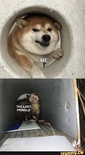 Pointless Memes Tweets To Help You Press Pause Funny Dog Memes Funny Animal Memes Animal Memes