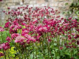 Image result for Astrantia majon `Abbey Road`