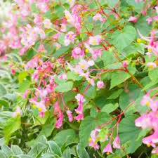 Image result for Rungia grandis