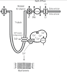 Excitation Contraction Coupling Of Skeletal Muscle In Tpp Loss Of Download Scientific Diagram