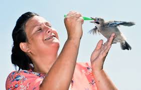Meet Lianne Phillips who runs "Athena Wildlife Rehab"... Lianne who takes  in all sorts of injured wildlife is currently hand feeding a Jay which was  found by a gardener. She has helped
