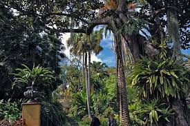 Gartenenthusiasten sollten auf jeden fall den botanischen garten von puerto de la cruz aufsuchen. Jardin De Aclimatacion De La Orotava Wikipedia
