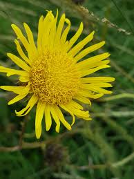 Image result for Berkheya zeyheri