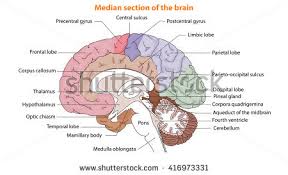 Image result for detailed illustration of human brain