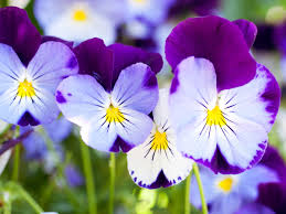 They are perfect outside in the ground or inside in a pot. Planting Annuals Sunset Magazine