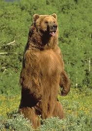 We did not find results for: Kootenai National Forest Judge Blocks Logging Project In Grizzly Bear Habitat Alliance For The Wild Rockies