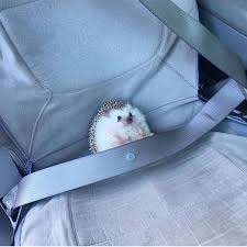 Safety First Animalsinfluence To Be Featured Via Hogybaby Hedgehog Hedgehoglife Cute Funny Animals Cute Baby Animals Baby Animals Pictures