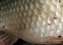 Pin By Alice On Fish People Xxiv Fish Scale Pattern Fish Scale Tattoo Fish Scales