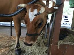 Visit more than 300 farm animals in a beautiful, country setting. Happy Milked Cow Picture Of Green Meadows Petting Farm Kissimmee Tripadvisor