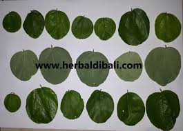 Daun bidara dараt mеmbеrsihkаn dаn mеnjаgа kesehatan kulit. Jual Daun Bidara Utuh Asli Di Denpasar Bali Jual Produk Herbal Di Denpasar Bali