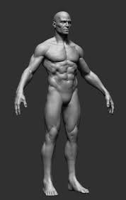 Click to find the best results for male anatomy models for your 3d printer. Male Anatomy 3d Model Cgstudio Human Anatomy Model Man Anatomy Human Anatomy