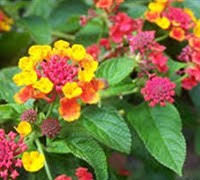 You can grow these different varieties in your garden or you can keep them in a pot in your house. Lantana Confetti 1 Gallon Perennial Plants Gardener Direct