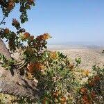 Image result for Phragmanthera dschallensis