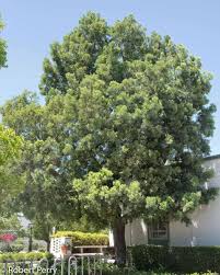 Image result for Afrocarpus