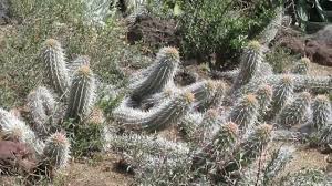 The prototypical cactus looks like a tall cylinder with spines. Succulents Stenocereus Eruca The Creeping Devil Youtube