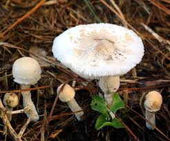 Some poisonous mushrooms in this family look very similar. Mushrooms Moldy Foods Dangerous For Dogs