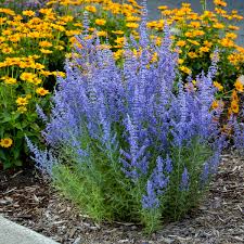 Image result for Perovskia atriplicifolia lacey blue photo