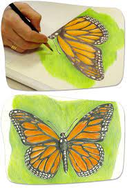 Free coloring pages for kids. Draw A Monarch Amnh