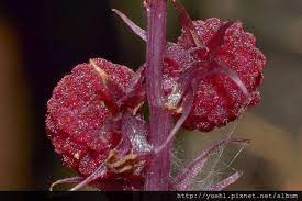 pin on 霉草科黴草屬錫蘭霉草sciaphila secundiflora thwaites ex benth
