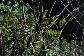 Image result for Englerina