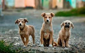 También se intenta señalar que los perros sin raza no son. 28 De Mayo Dia Del Perro Sin Raza Por Que Es Importante Adoptar Perritos Diario En El Caribe