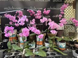 ☘️ Cát lan Sung Ya Green