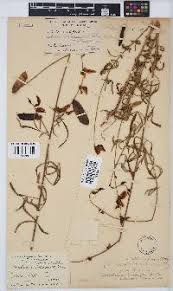 Image result for Crotalaria barnabassii