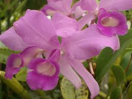 Image result for Kylicanthe