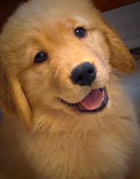 We did not find results for: About Us Golden Retrievers Of Camelot House Golden Retrievers Charlotte Nc Area