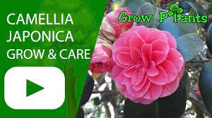 Camellia Japonica Care Grow Beautiful Flowers Plant Information Climate Hardiness Zone Uses Growth Spee Growing Plants Easy Plants To Grow Plant Sale