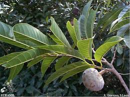 Image result for Annona reticulata