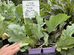 Image result for Crambe