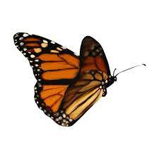 Fairy Forest Kandi Designs El92 Png Liked On Polyvore Featuring Butterflies Animals Bug And Orange Butterfly Images Butterfly Exhibit Butterfly