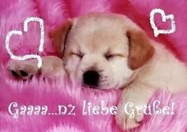 Liebe Grusse Bilder Tiere Tiere Liebe Grusse Bilder Grusse